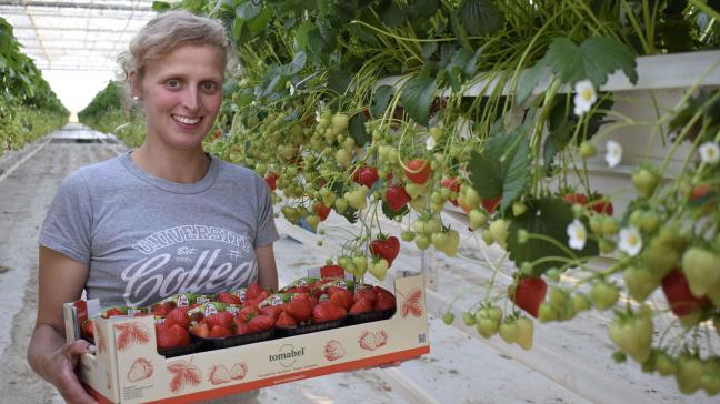 Tomabel- en aardbeiproducent Sien Vermeulen uit Passendale