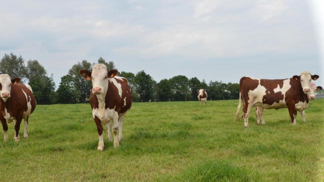 Voor Jean-Bernard Ronckier mogen zijn koeien niet onder een productie van 28 l per dag komen. Hiervoor rekent hij op ruwvoer van uitstekende kwaliteit.