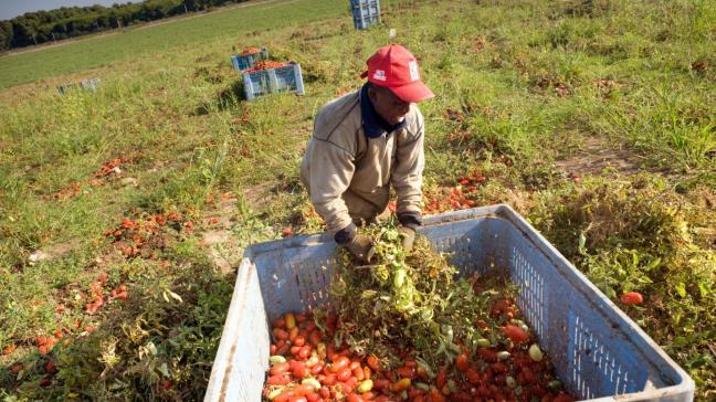 In het zuiden van Italië werken vaak migranten zonder papieren bij de oogst van citrusvruchten of tomaten.