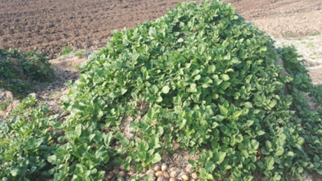 Zieke knollen in deze hoop geven aanleiding tot ziek loof en verspreiding van de aardappelziekte.