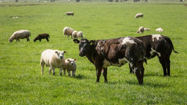 Vaccineer nu je runderen en schapen tegen blauwtong om volgend winterseizoen afwijkingen bij nakomelingen te voorkomen.