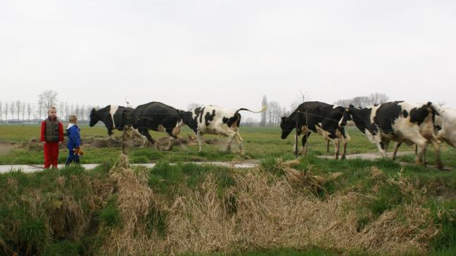 In mei gaan veel koeien weer de wei in, met een seizoenspiek tot gevolg.