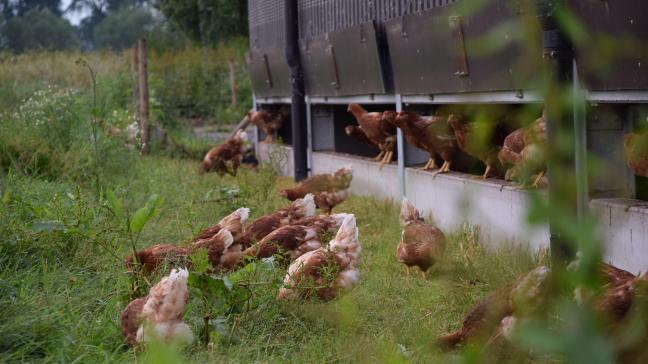 De Nederlandse ophokplicht gold voor boeren met 250 of meer kippen. Ze werd ingesteld nadat in het Duitse Bretzfeld, 50 km ten noorden van Stuttgart, de vogelgriep was aangetroffen.