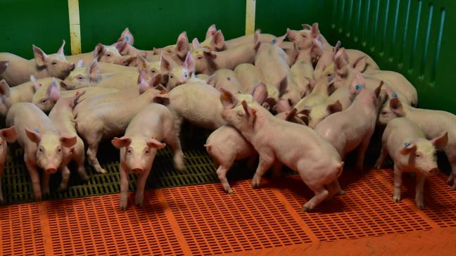 De stikstof- en fosforbalans voor elke varkenscategorie (drachtige zeugen, lacterende zeugen, biggen, vleesvarkens) wordt in dit onderzoek in kaart gebracht.