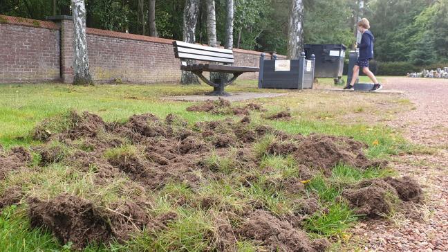 De everzwijnen kunnen heel wat schade toebrengen.