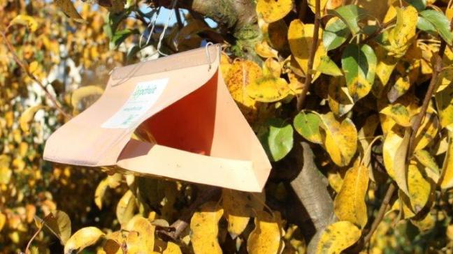 Uit de Verzamelaanvraag 2019 blijkt dat meer dan 450 landbouwers een lopende verbintenis hebben met betrekking tot deze verwarringstechniek in de fruitteelt.