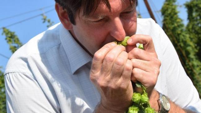 Hop is een van de belangrijkste basisingrediënten voor de productie van bier.