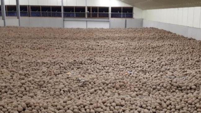 Indien België niet toestaat dat kiemremmer CIPC nog 2 weken langer erkend blijft voor gebruik, lopen de verliezen mogelijks op tot bijna 1.000.000 ton aardappelen. In tegenstelling tot België is dit in de andere Europese landen reeds geregeld.