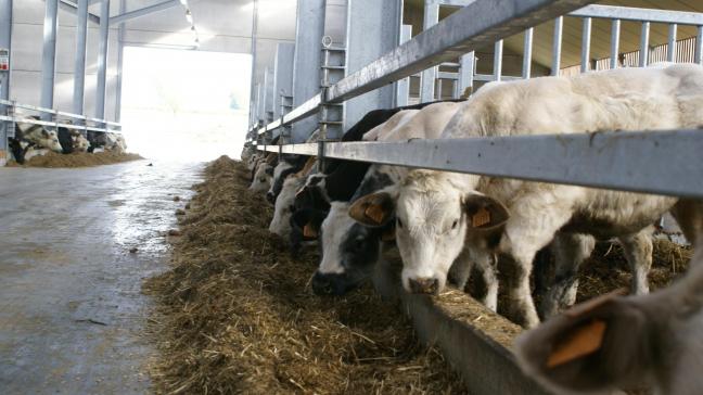In de VS heeft een beperkt aantal rundvleesproducenten de slachtcapaciteit in handen.