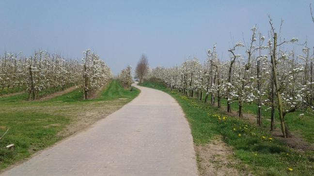De bloesempracht is een eerste belangrijke indicator voor de fruitopbrengst.