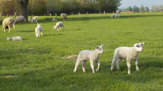 Bij omweiden creëert men een rotatie-systeem waarbij de schapen een beperkte periode (2 tot 3 weken ) op een  perceel grazen.