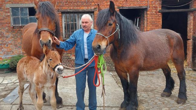 Filip De Schutter uit Pulderbos met zijn Ardenner Trekpaarden: (vlnr) Lies, veulen Les en Lot.