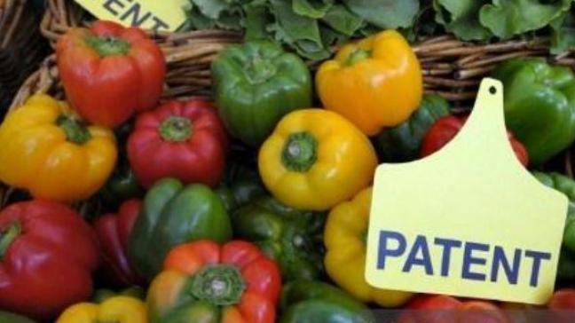 In 2015 verleende het Europees Octrooibureau nog 2 patenten, voor een paprika- en een broccolivariant. Dat kan nu niet meer.