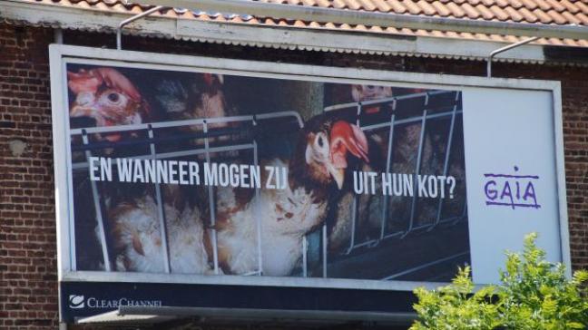 GAIA lanceerde weer een ophefmakende campagne met grote affiches langs Vlaamse wegen om de minster van Dierenwelzijn te herinneren aan zijn belofte om een verbod op kooien voor leghennen in te voeren.