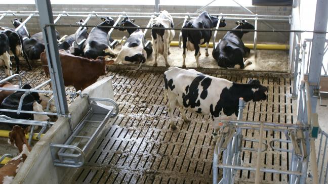 De melkprijs staat in heel Europa onder druk.