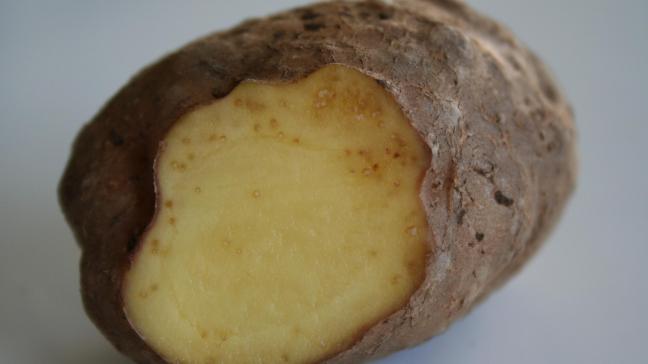 Aardappel, besmet met Meloidogyne chitwoodi.