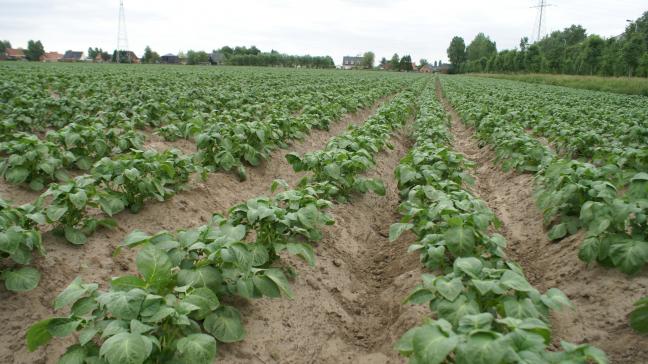 De aardappelteelt is in ons land ongeveer gelijk verdeels over het Waals en Vlaams gewest.