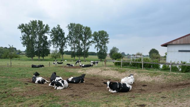 De zuivelsector ontwikkelt zich nog altijd, aldus BCZ.