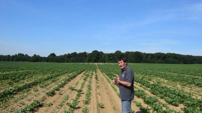 De droogte heeft voor een ongelijkmatige gewasopkomst gezorgd. Vaak zijn er in een  suikerbietenveld 2 tot meerdere ontwikkelingsstadia te zien. Kleine en grote bieten  door elkaar zorgen voor een moeilijkere onkruidbestrijding.