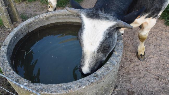 Let op voor een te hoge geleidbaarheid van het drinkwater van vee.