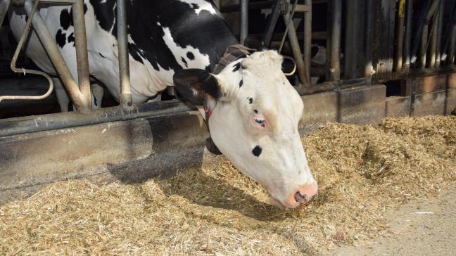 Het CVB heeft als eerste kerntaak om op een transparante en wetenschappelijk onderbouwde wijze voedermiddelen voor landbouwhuisdieren te waarderen en behoeftenormen vast te stellen.