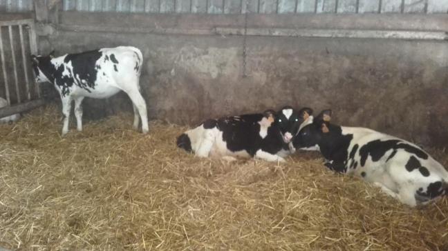 Kalveren van ongeveer 4 maanden staan in groep gehuisvest op stro.