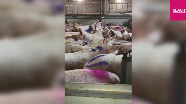 Animal Rights claimt misstanden in het slachthuis in Torhout te hebben vastgesteld.