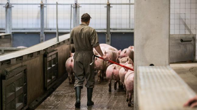 Een vliegende groep van dierenartsen gaat extra controles op dierenwelzijn uitvoeren in slachthuizen.