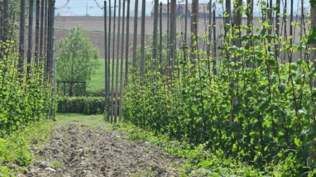 Hop wordt wereldwijd geteeld onder vrij diverse omstandigheden, zowel naar bodemsamenstelling, klimaatcondities of teelttechniek, waardoor iedere teeltregio unieke karakteristieken heeft en er mogelijks sprake kan zijn van terroir.