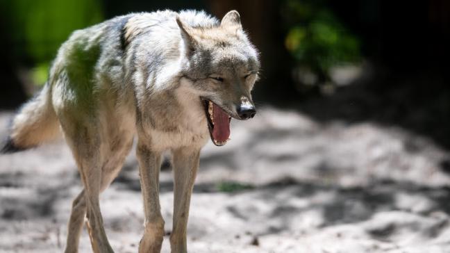 De vermoedelijke wolf liep ook de volgende nacht, van maandag 29 juni op dinsdag 30 juni, verschillende stallen binnen, zoals ook vastgesteld werd door de landbouwer zelf op dat ogenblik. Dat stelt Boerenbond.