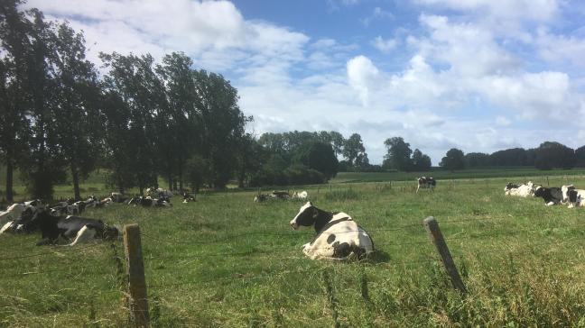 Is het buiten echt te warm of vertonen de dieren duidelijke tekenen van hittestress, dan kan het aangeraden zijn om de weidegang te beperken en de dieren binnen te houden.