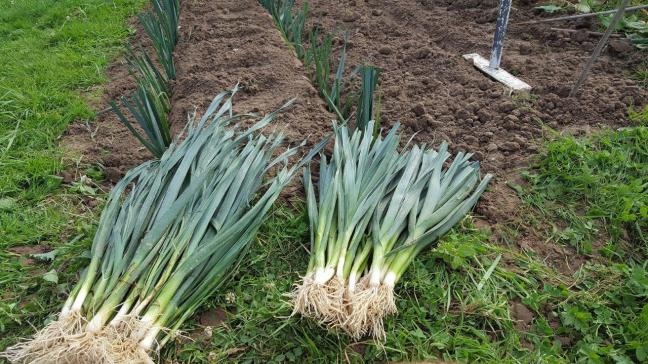 Wanneer de plantjes ongeveer een potlood dik zijn, kunnen ze worden geplant op hun definitieve groeiplaats.