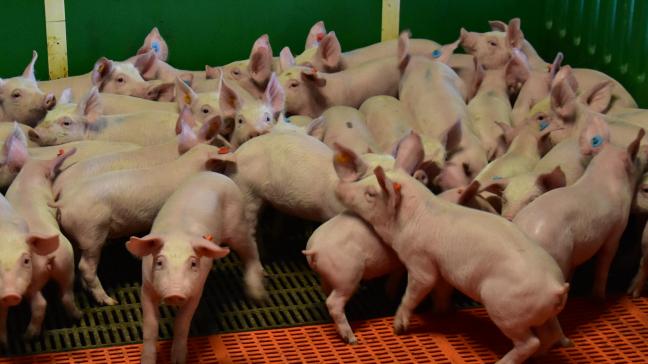 Binnen ROADMAP werken DGZ en ILVO case-studies uit voor de Vlaamse varkens- en vleeskalverhouderij om verder te helpen om verantwoord om te gaan met antibiotica.