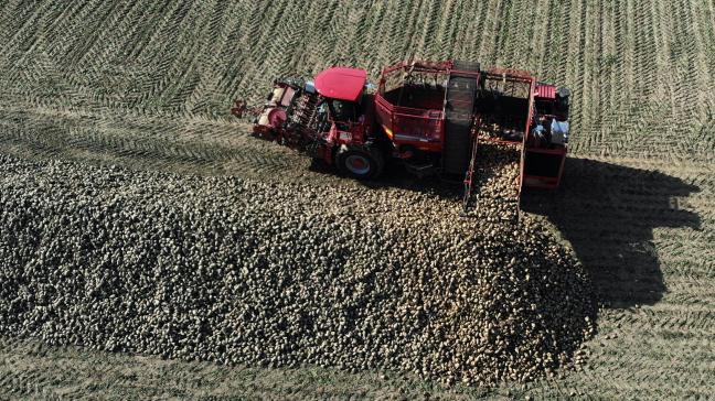 CoBT zal volgens planning de bieten van 1.400 telers verwerken.