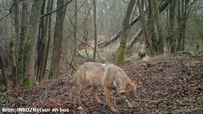 Agentschap Natuur en Bos heeft in 2019 13 dossiers voor compensatie van wildschade door wolven goedgekeurd.