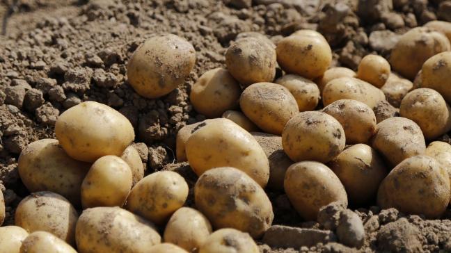 Ook de hectareopbrengst van aardappelen zou licht stijgen, volgens JRC.