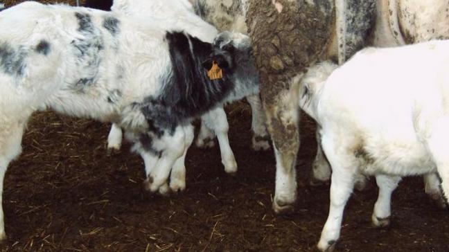 SP.A wil een duurzaam alternatief voor de zoogkoeienpremie en wil de mogelijkheid van een graslandpremie laten bekijken.