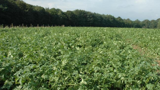 Op het veld kiemremming toepassen kan met MH.