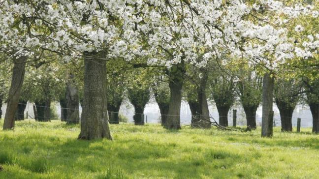 Regionaal Landschap plantte afgelopen 2 jaar in Gooik 10 hoogstamboomgaarden aan.