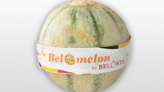 Heel wat onderzoek, samen met een pak stielkennis van onze fruittelers, hebben geleid tot een verrukkelijk resultaat, namelijk de eerste Belgische meloen van het Charentais-type.