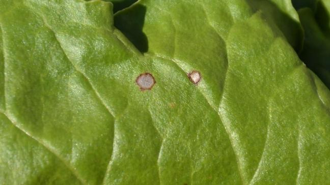 Bij meerdere velden is de drempel voor cercospora sinds einde vorige week bereikt.