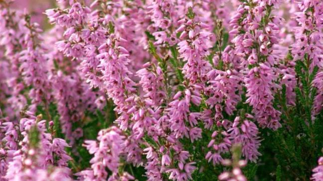 Calluna vulgaris   of struikheide wordt vanwege de vroege bloei van sommige soorten ook wel eens zomerheide genoemd