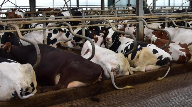 Zuivelproducten zijn in 2019 ons belangrijkste handelsproduct binnen de agrohandel.