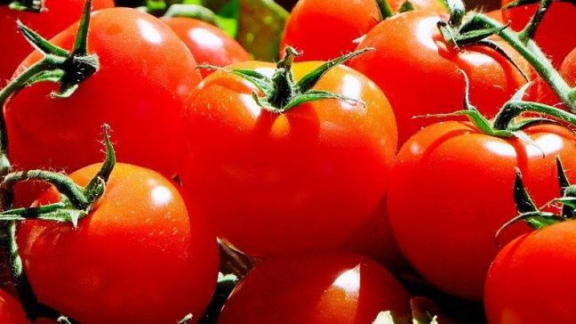 Het mag dus niet verbazen dat meer dan negen op de tien Belgen verklaren tomaten lekker te vinden en dat zeven op de tien consumenten aangeven wekelijks tomaten te eten.