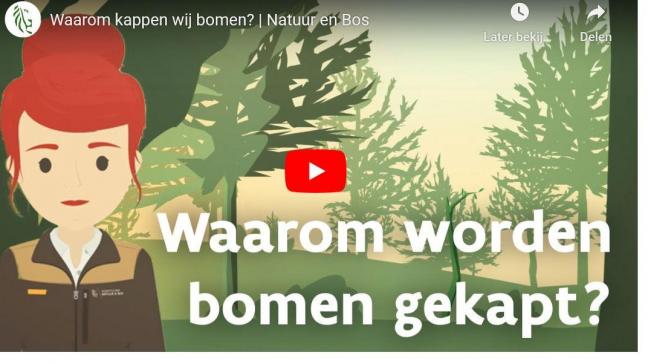 In 2019 viel de opbrengst van de houtverkoop uit ANB-domeinen sterk terug tot 2,6 miljoen euro.