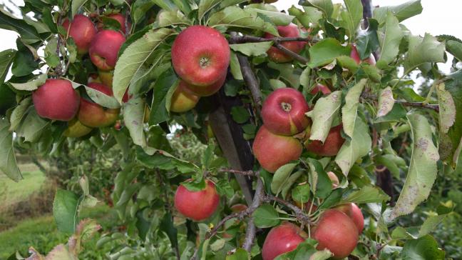 Duizenden studenten helpen bij de fruitoogst.