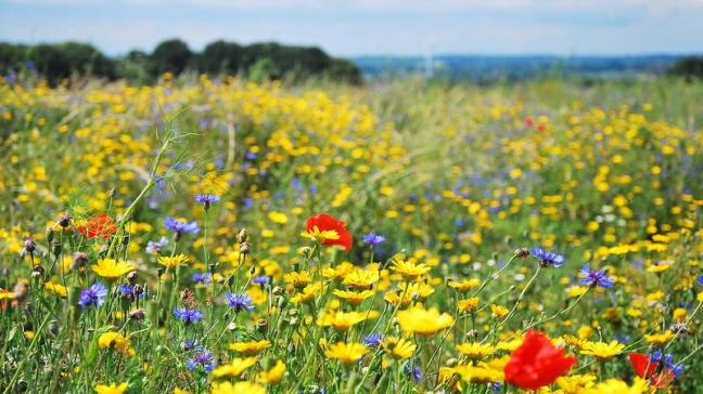 Door bloemenranden in te zaaien met de juiste soorten en op de goede plaatsen, trekken ze ook nuttige insecten aan, die schadelijke insecten in de naburige teelten kunnen bestrijden.