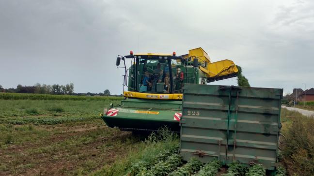 De eerst geoogste bonen gaven maar een matige opbrengst.