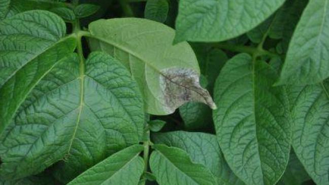 Het aardappelgewas moet beschermd worden zolang er groen loof aanwezig is. Nu moet ook aandacht gaan naar preventieve knolbescherming.