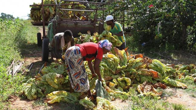 Zimbabwe gold lang als de graanschuur van Afrika, maar dat veranderde met de onteigening van blanke boeren.